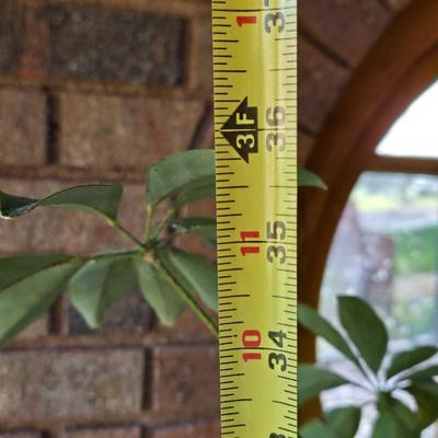 Large Plant With Ceramic Planter