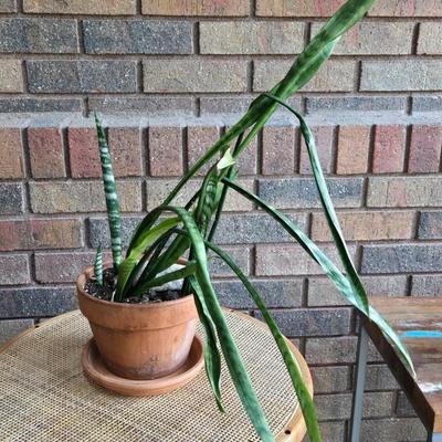 Indoor Plant in a Terracotta Planter