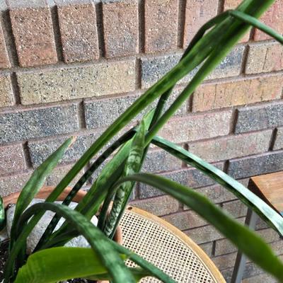Indoor Plant in a Terracotta Planter