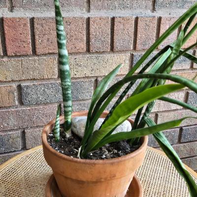 Indoor Plant in a Terracotta Planter