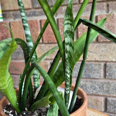 Indoor Plant in a Terracotta Planter