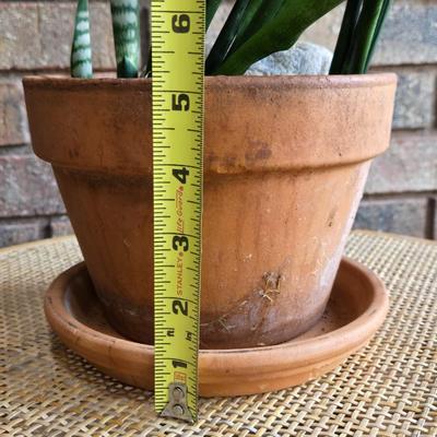 Indoor Plant in a Terracotta Planter