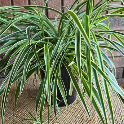 Indoor Spider Plant