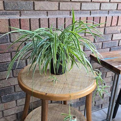 Indoor Spider Plant