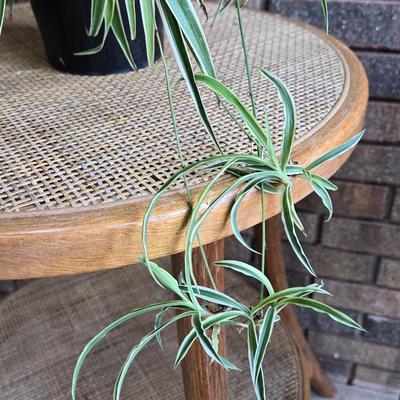 Indoor Spider Plant