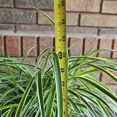 Indoor Spider Plant