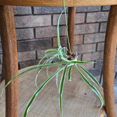 Indoor Spider Plant