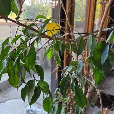 Large Indoor Plant