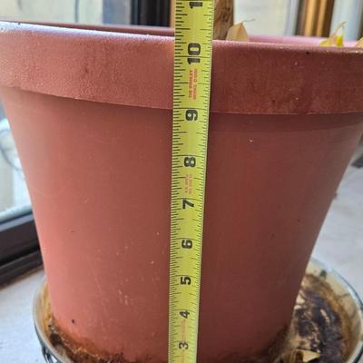 Large Indoor Plant