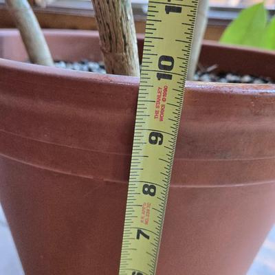 Large Indoor Plant