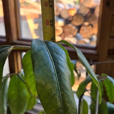 Large Indoor Plant
