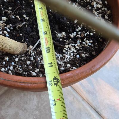 Large Indoor Plant