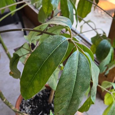 Large Indoor Plant