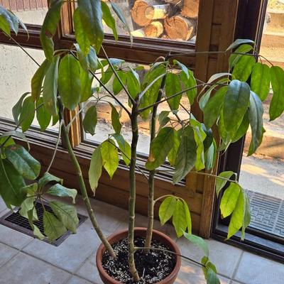 Large Indoor Plant