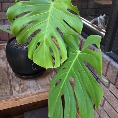 Small indoor Palm Plant