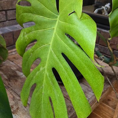 Small indoor Palm Plant
