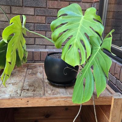 Small indoor Palm Plant