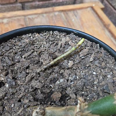 Small indoor Palm Plant