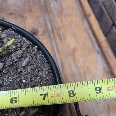 Small indoor Palm Plant