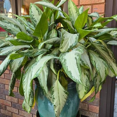 Large Indoor Plant with Ceramic Planter