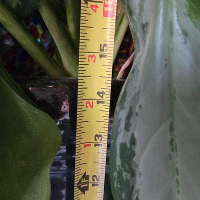 Large Indoor Plant with Ceramic Planter
