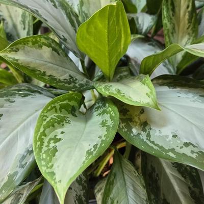 Large Indoor Plant with Ceramic Planter