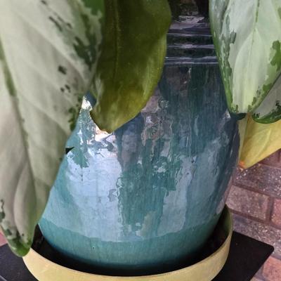 Large Indoor Plant with Ceramic Planter