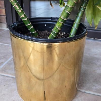 Large Indoor Plant in a Gold Planter