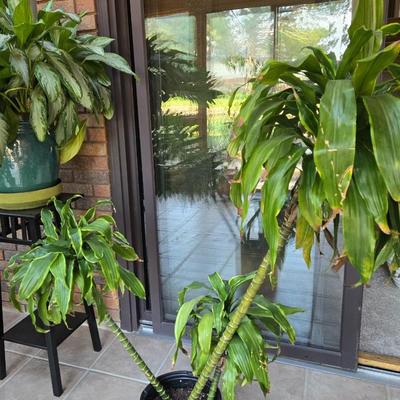Large Indoor Plant in a Gold Planter