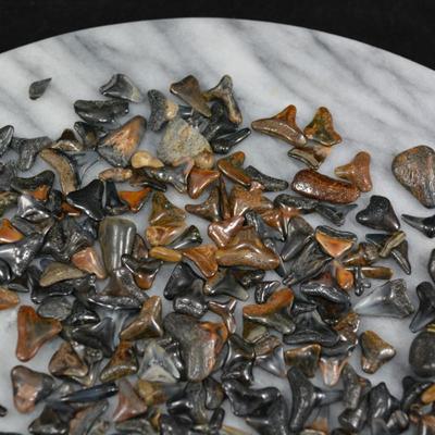 Lot of Fossil Sharks Teeth