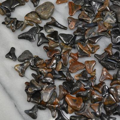 Lot of Fossil Sharks Teeth