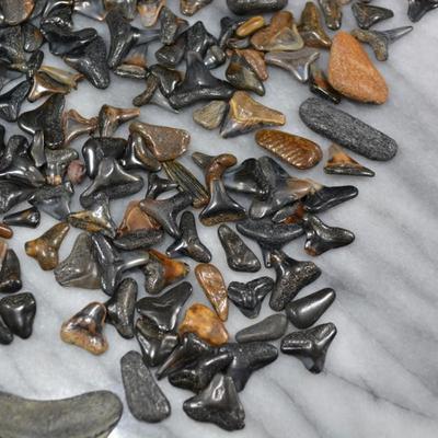 Lot of Fossil Sharks Teeth