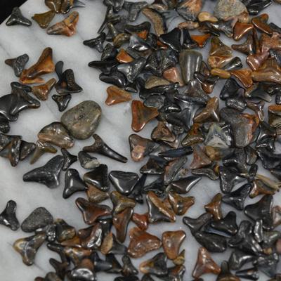Lot of Fossil Sharks Teeth