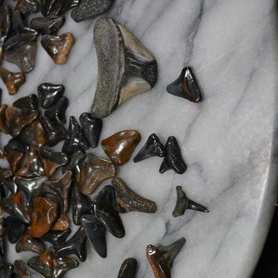 Lot of Fossil Sharks Teeth