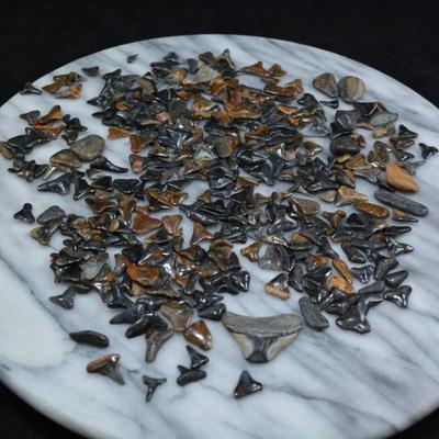 Lot of Fossil Sharks Teeth