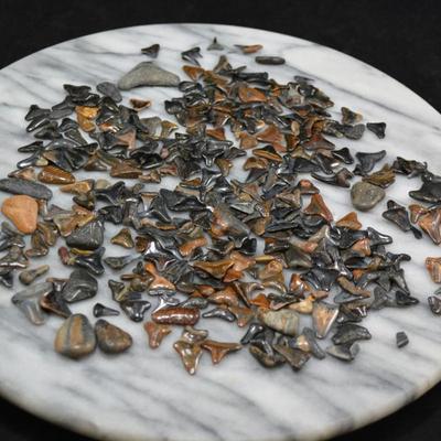 Lot of Fossil Sharks Teeth