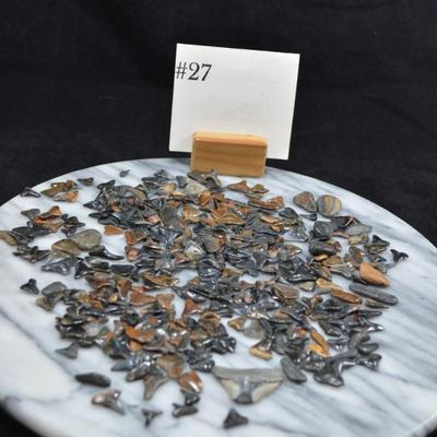 Lot of Fossil Sharks Teeth