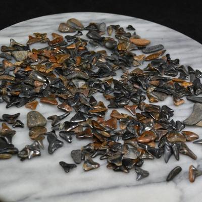 Lot of Fossil Sharks Teeth