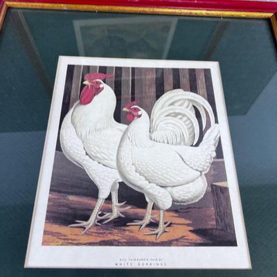 Pair of Vintage Chicken Prints Framed 