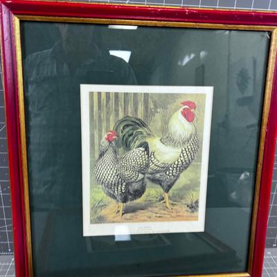 Pair of Vintage Chicken Prints Framed 