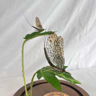 Artistic Hand Tied Fly Fishing Flies w/ Displays and more (MB-DZ)