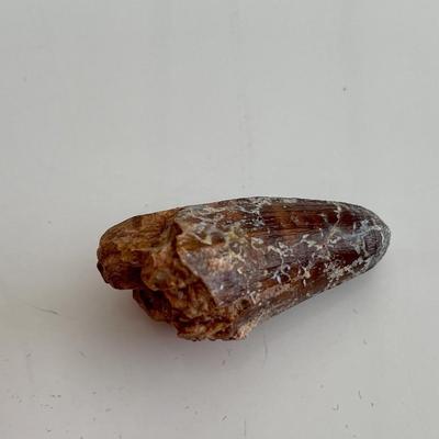 Genuine Spinosaurus tooth