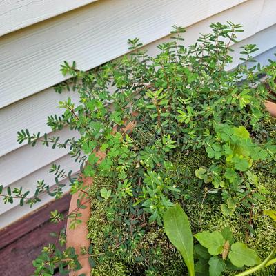 Two Outdoor Large Planters w/Speakers (Y-JS)