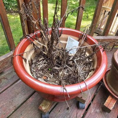 Glazed Ceramic Pots & Rolling Stands (Y-JS)