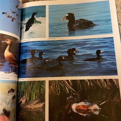 Birds