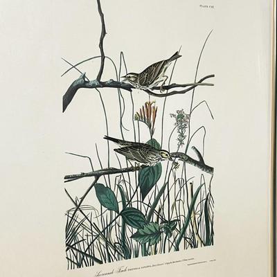 JJ AUDUBON ~ “Savannah Finch” ~ Framed Print