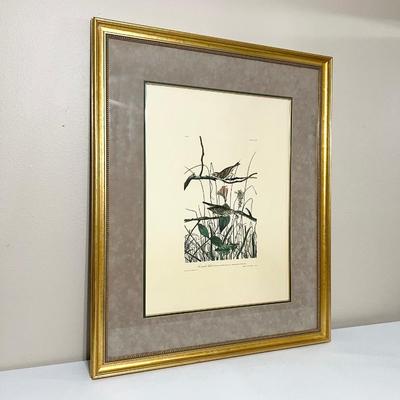 JJ AUDUBON ~ “Savannah Finch” ~ Framed Print
