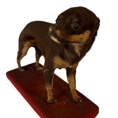 Mountain Musician & Drummer Corky Laing's Puppy