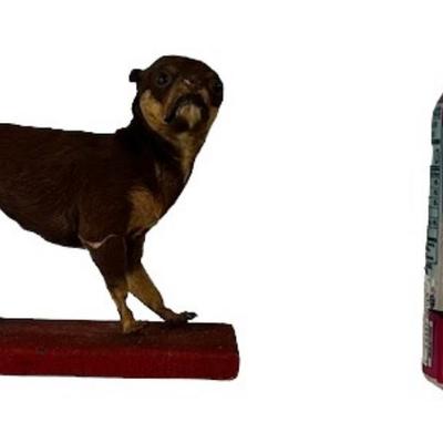 Mountain Musician & Drummer Corky Laing's Puppy