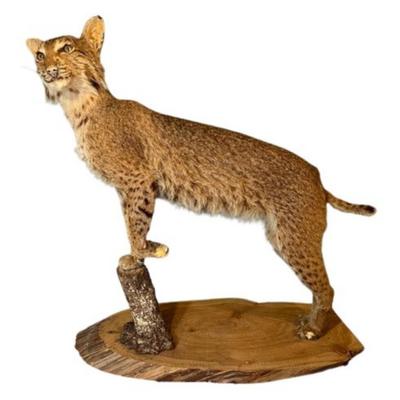 Taxidermy Bobcat Mounted on Live Edge Wood